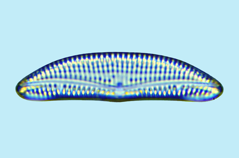 Amphora marina