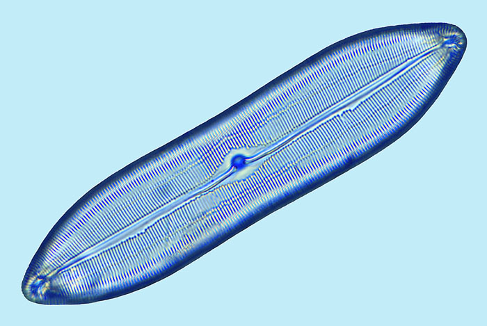 Caloneis bicuneata