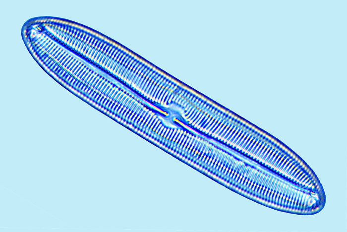 Caloneis liber