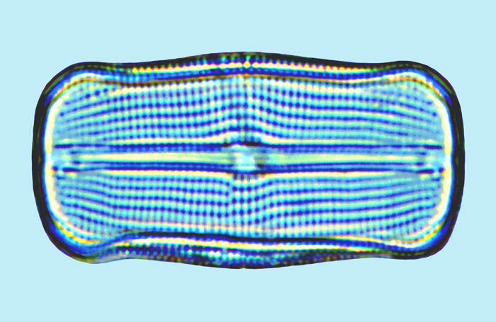 Cistula lorenziana