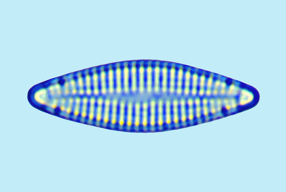 Dimeregramma