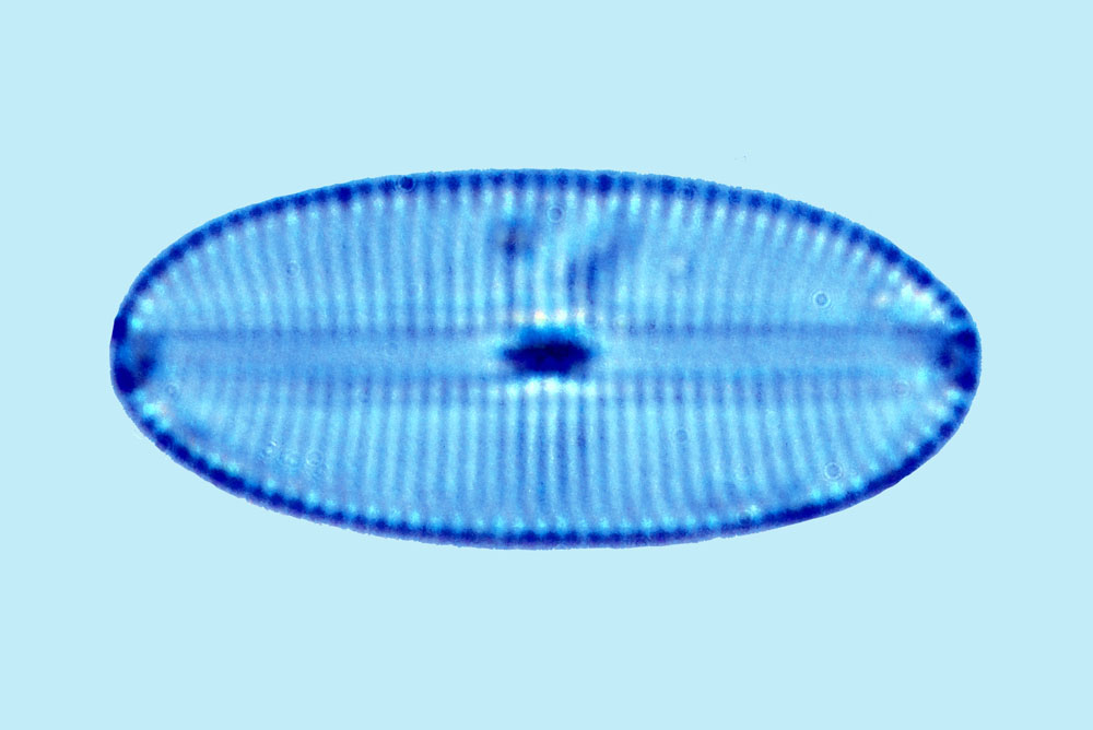 Diploneis litoralis