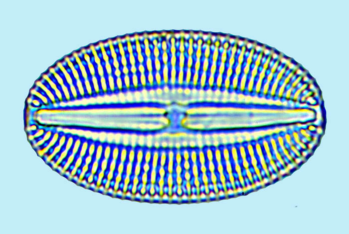 Diploneis notabilis