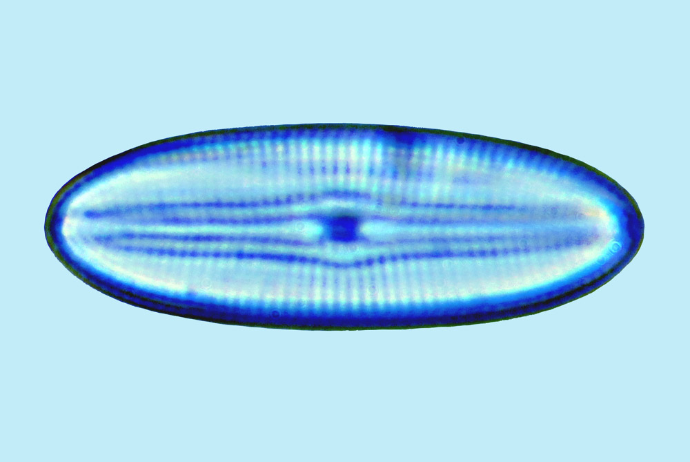 Diploneis peterseni
