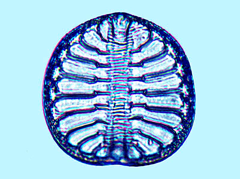 Campylodiscus fastuosus