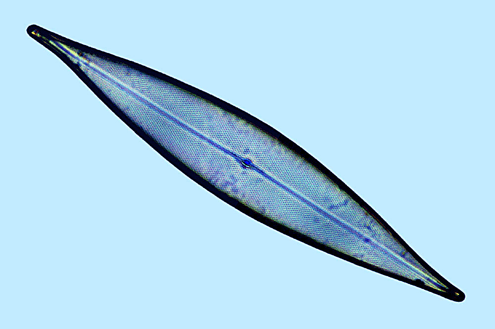 Pleurosigma