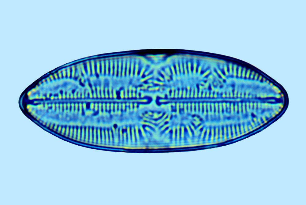 Lyrella Lyrella