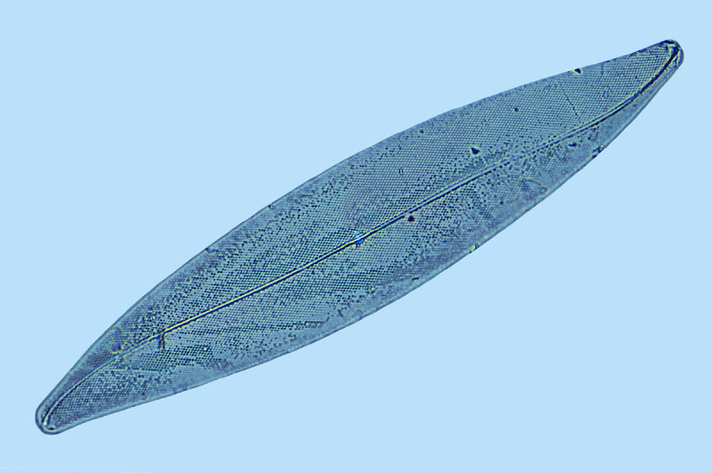 Pleurosigma marinum