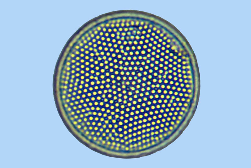 Actinocyclus curvatulus