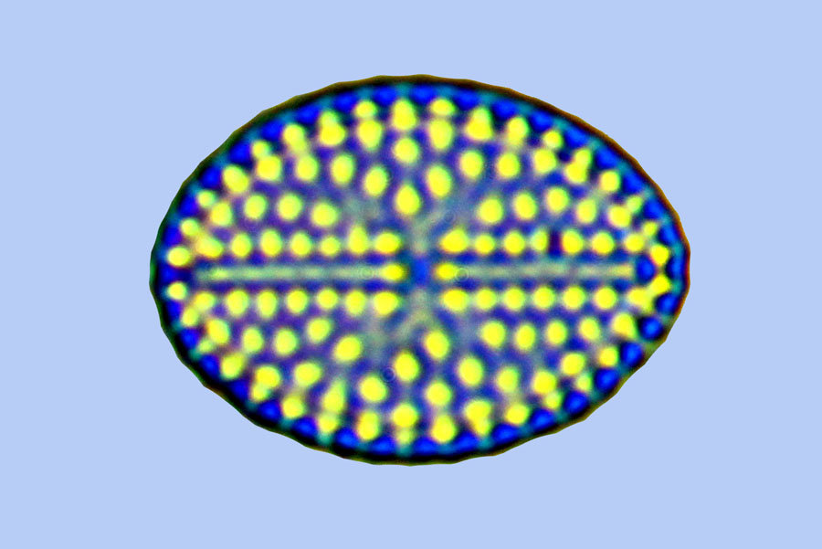 Lyrella Lyrella schonkenii