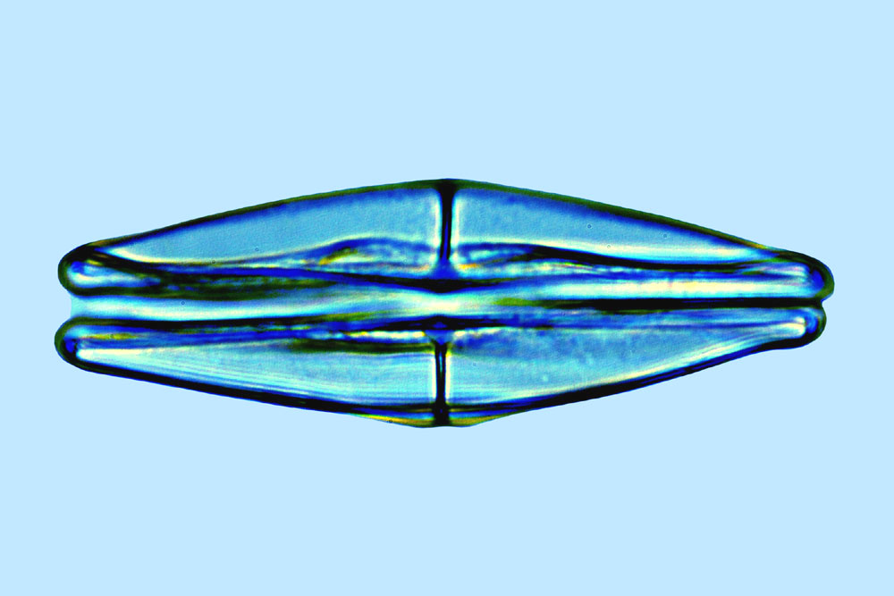 Amphora Amphora elegans