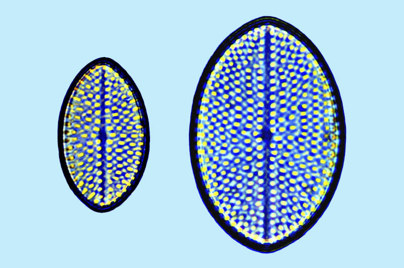 Cocconeis guttata