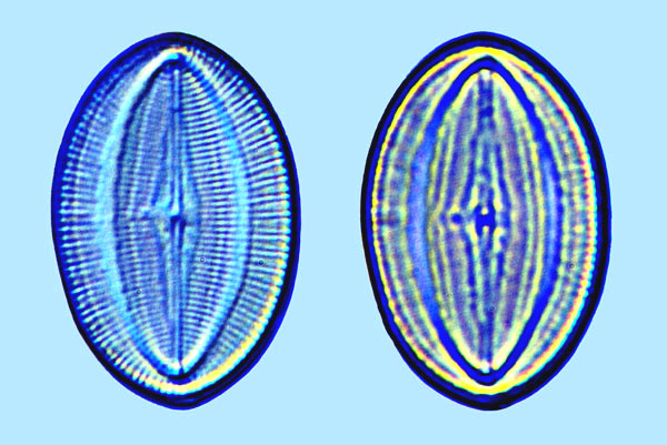 Cocconeis pseudomarginata