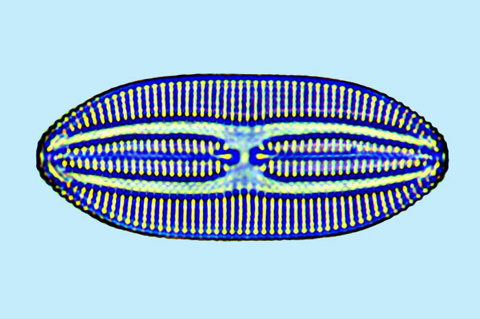 Fallacia Fallacia forcipata