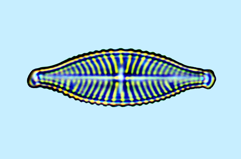 Fallacia Hippodonta lesmonensis