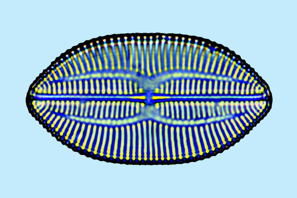 Lyrella Lyrella majuscula