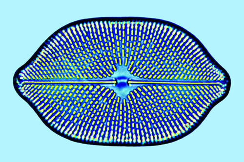 Petroneis monilifera