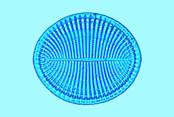 Caloneis Cocconeis britannica