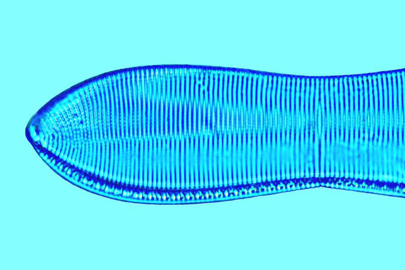 Nitzschia marginulata