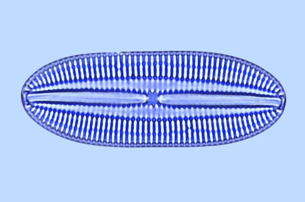 Diploneis papula