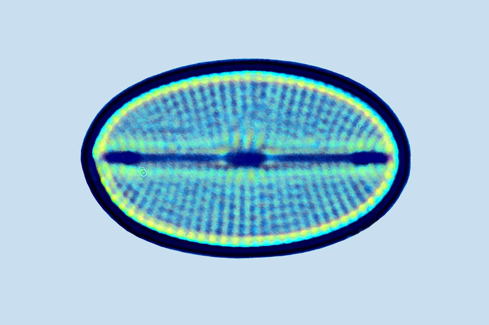 Caloneis Cocconeiopsis