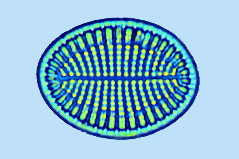 Caloneis Cocconeis britannica