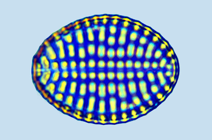 Caloneis Cocconeis discrepans