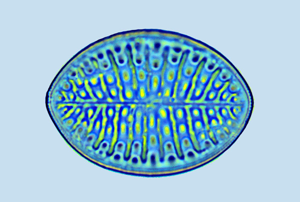 Caloneis Cocconeis distans
