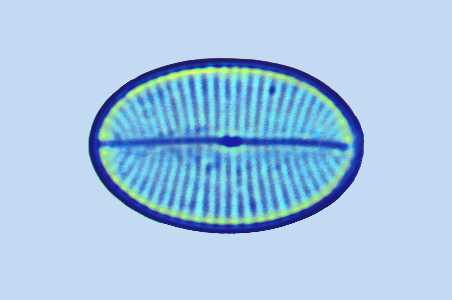 Caloneis Cocconeis hauniensis