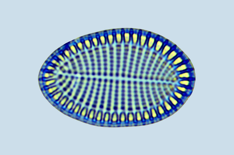 Caloneis Cocconeis scutellum