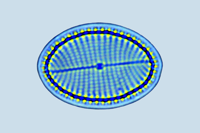 Caloneis Cocconeis scutellum
