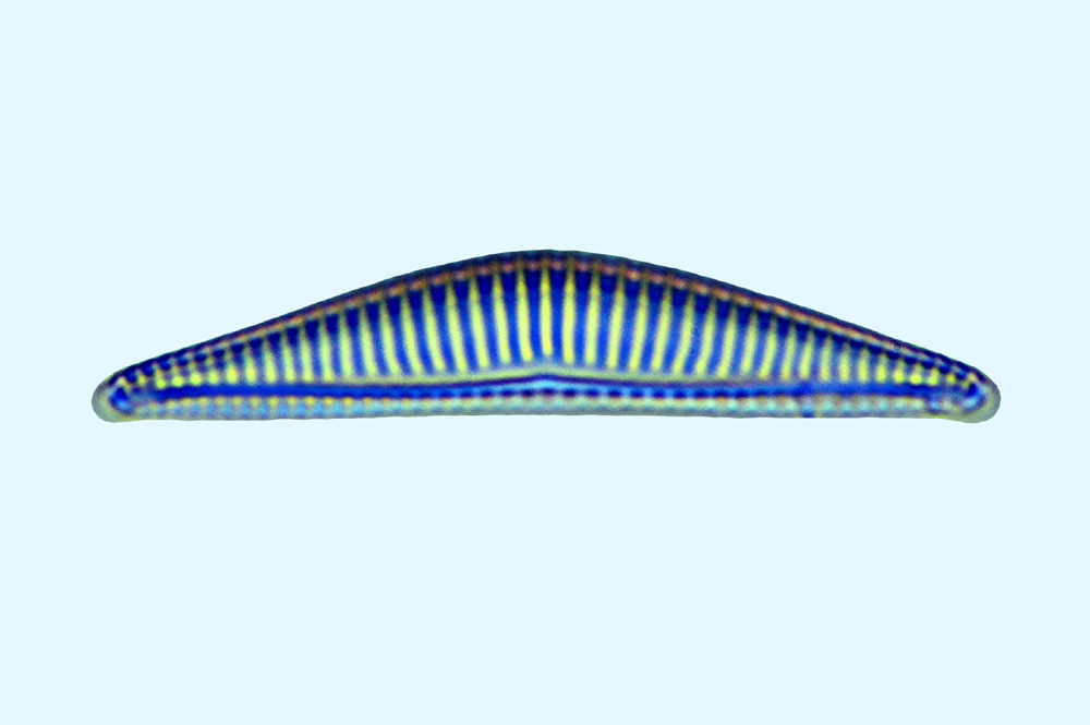 Amhanav Amphora praelata