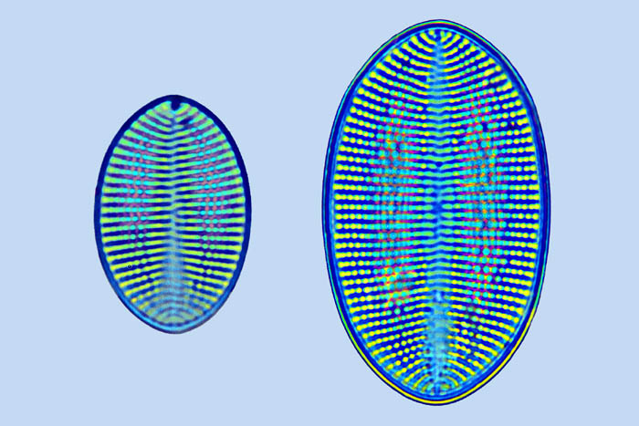 Cocconeis sp