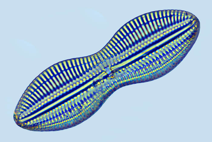 Diploneis sp