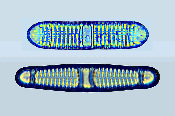 Plagiogramma pulchellum