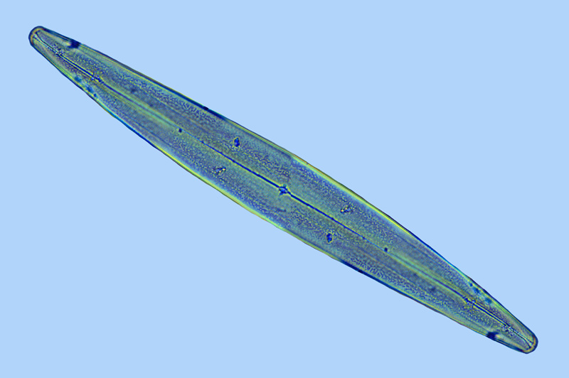 Pleurosigma intermedium