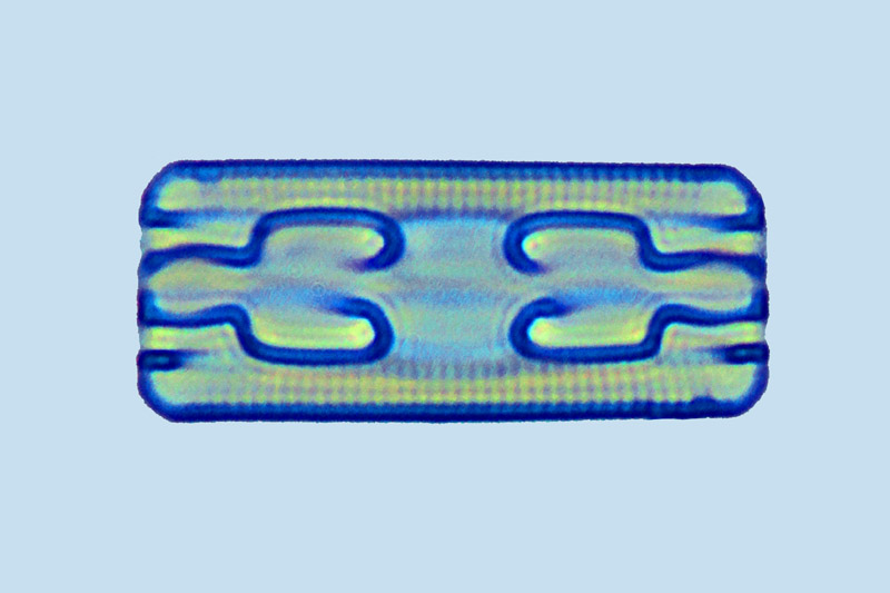 Grammatophora angulosa