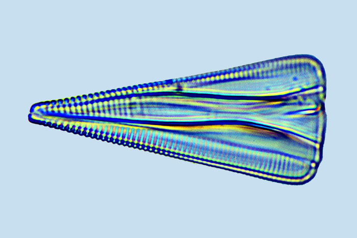 Licmophora abbreviata