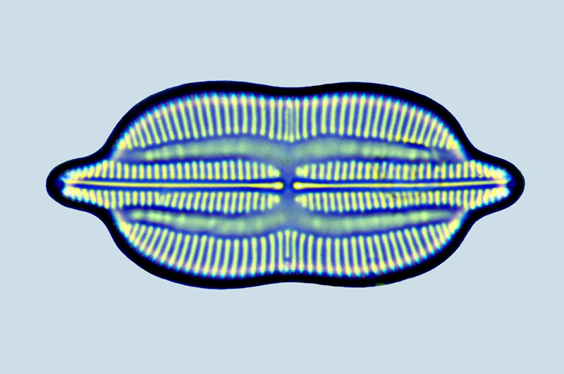 Lyrella clavata