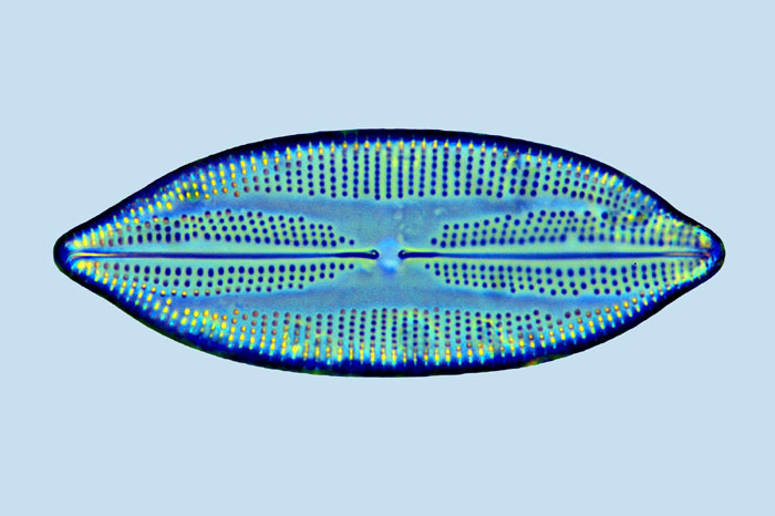 Lyrella irroratoides