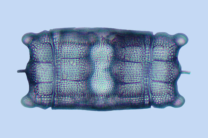 Amcadifa Biddulphia pulchella
