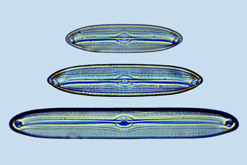Caloneis Caloneis liber