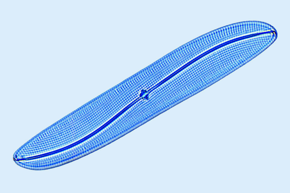 Gyrosigma sp