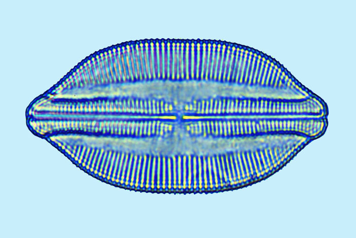Lyrella Lyrella clavata