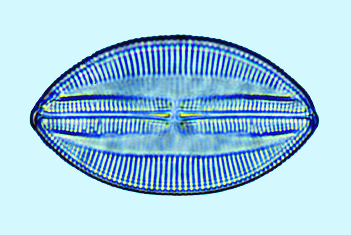 Lyrella Lyralla hennedyi