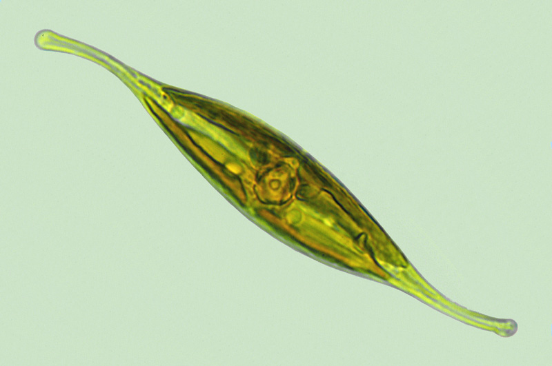 Mediolittoral Gyrosigma fasciola 2