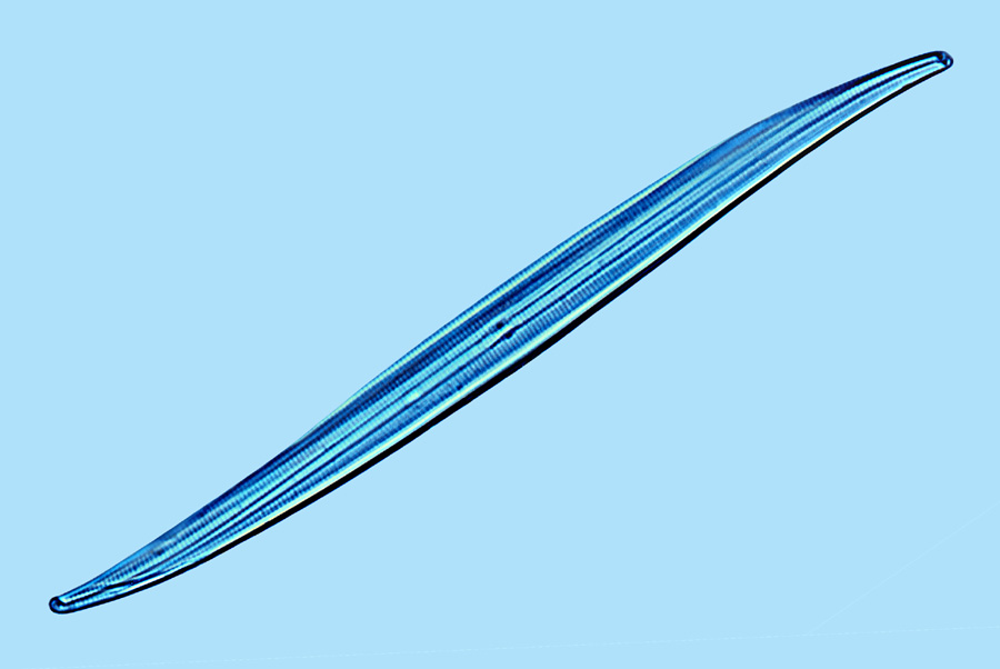 Mediolittoral Gyrosigma tenuissimum