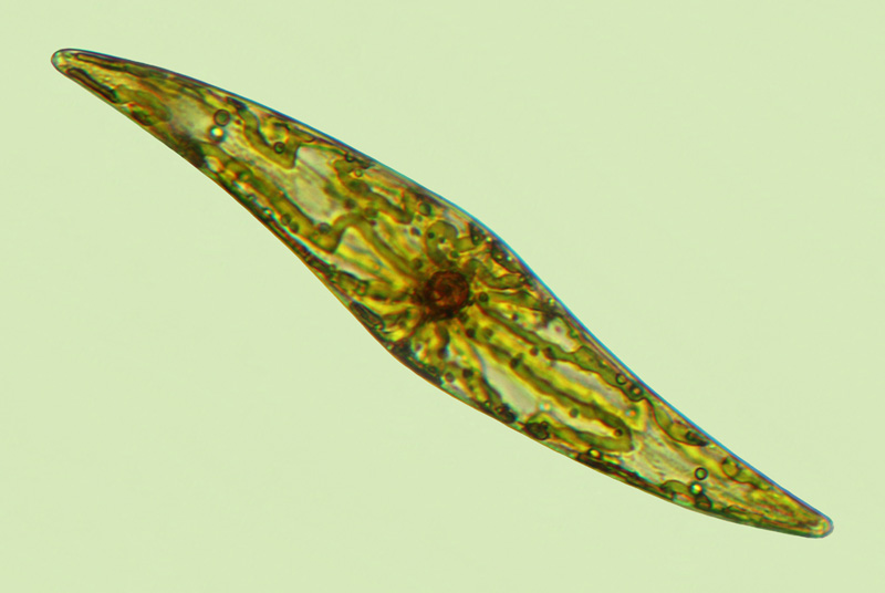 Pleurosigma longum