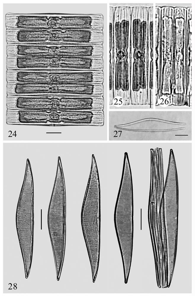 insertae sedis 1