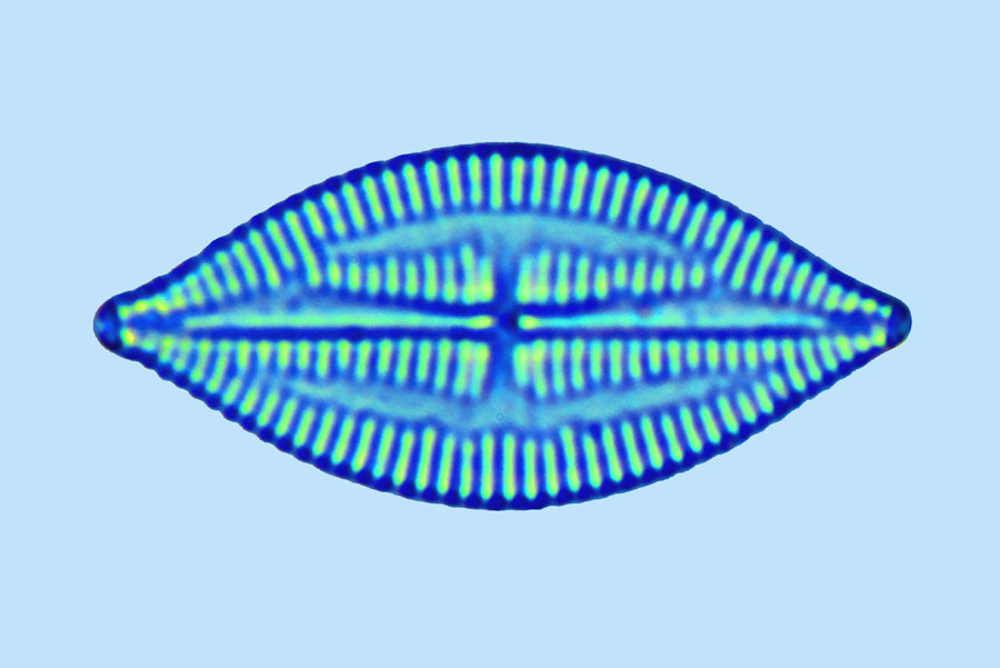 Fogedia sp